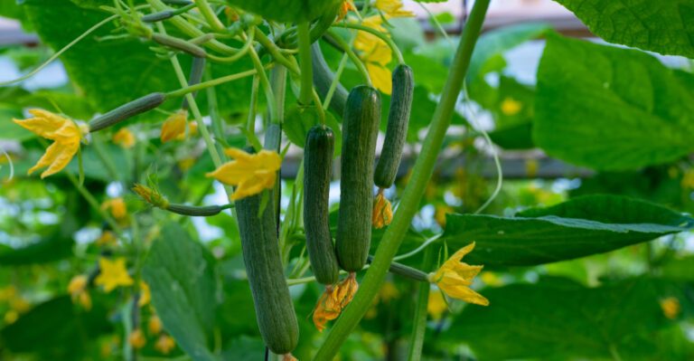 How Long Does One Cucumber Plant Keep Producing In South Carolina? Here’s The Answer And 4 Signs It’s Time To Get A New One