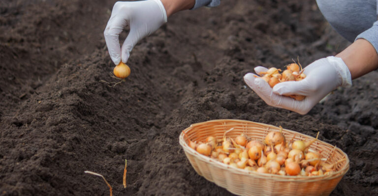How Long It Takes To Grow Onions From Planting To Harvest In Utah