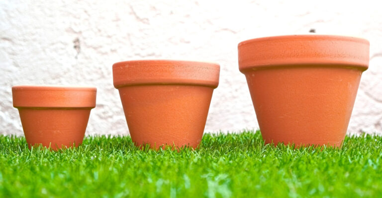 How Maryland Gardeners Can Tell If A Plant Needs A Bigger Pot