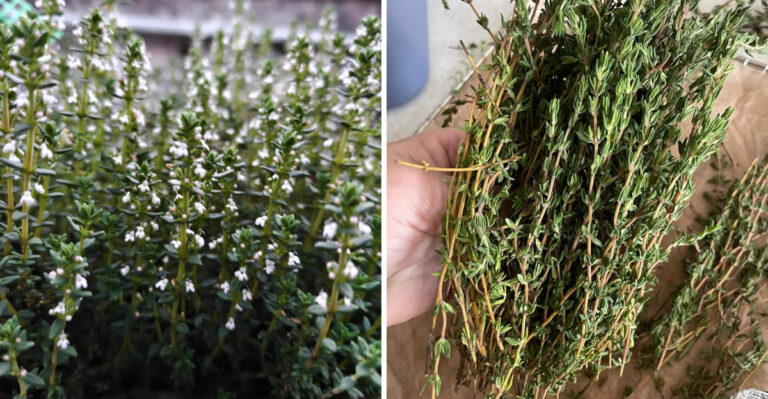 How Michigan Gardeners Harvest Thyme In Summer For Better Flavor And Fresh Growth