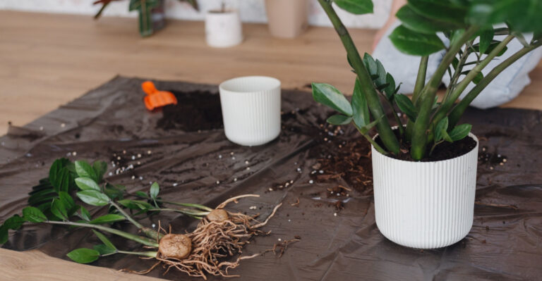 How Michigan Plant Owners Can Repot A ZZ Plant The Right Way