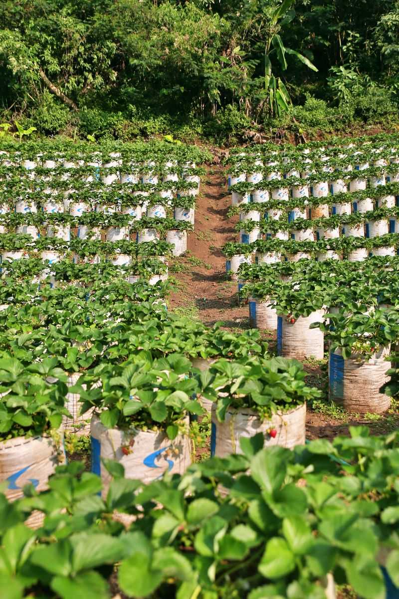 How Much Fertilizer To Use And When To Apply It How Much Fertilizer To Use And When To Apply It
