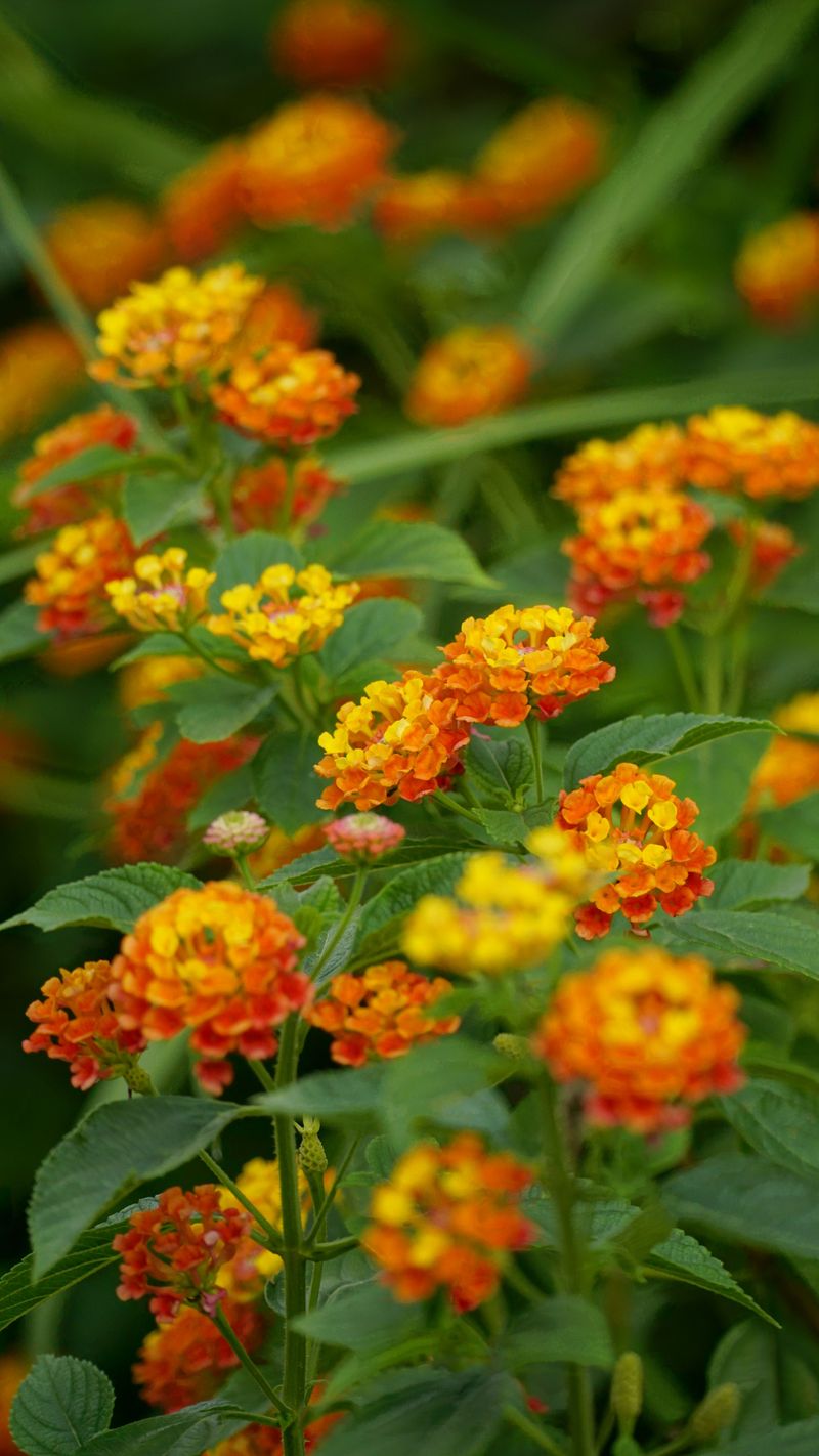 How Much To Remove Without Stressing The Plant How Much To Remove Without Stressing The Plant
