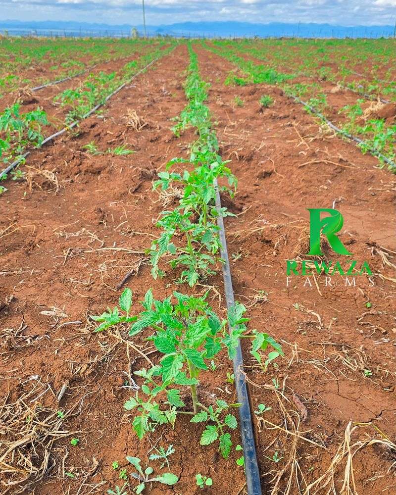 How Much Water Ripening Tomatoes Actually Need How Much Water Ripening Tomatoes Actually Need
