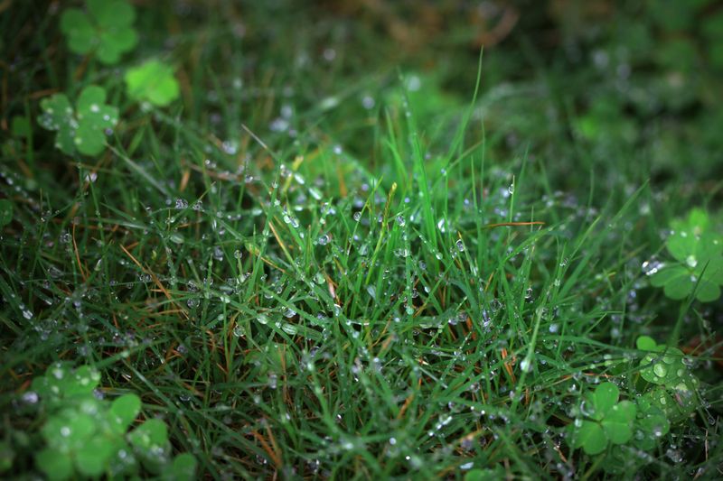 How Much Water Your Lawn Actually Needs (Cool-Season Vs. Warm-Season Grass Types)