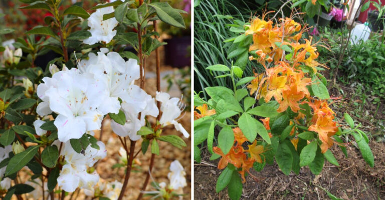 How Native And Encore Azaleas Compare When It Comes To Georgia Landscapes