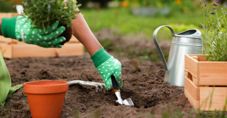 How Nebraska Gardeners Can Transplant Plants Safely In Their Landscape