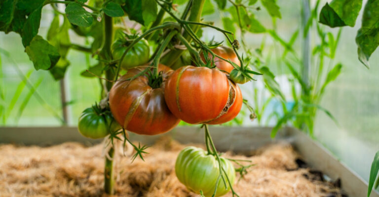 How New Jersey Gardeners Can Save Heat-Stressed Tomatoes This Month
