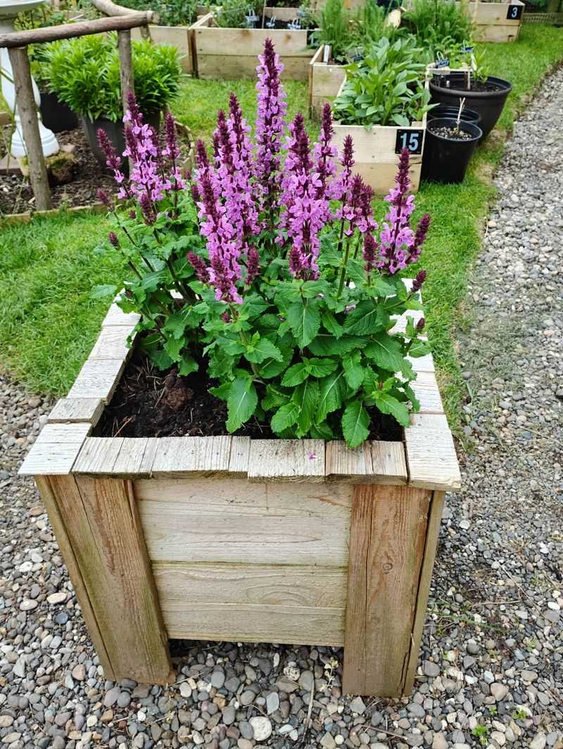 How New Mexico's Climate Affects Salvia Pruning Timing