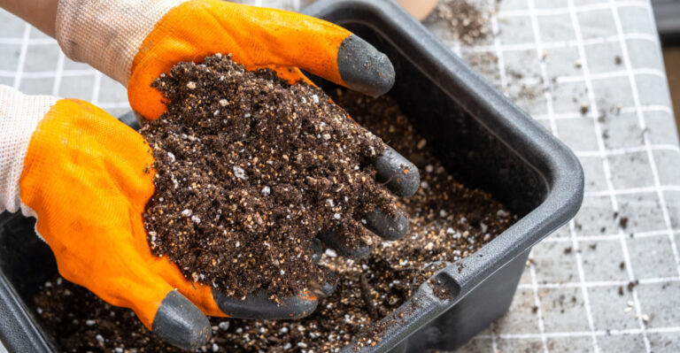 How North Carolina Gardeners Can Tell When To Use Potting Mix Or Potting Soil