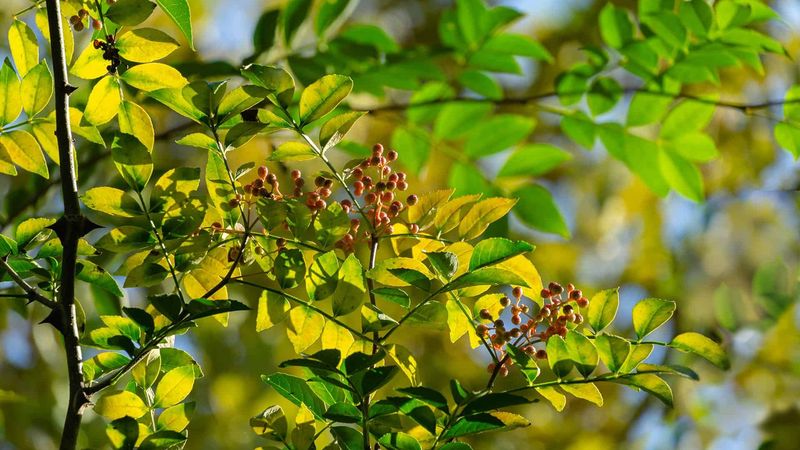 How Northern Prickly Ash Creates A Natural Barrier