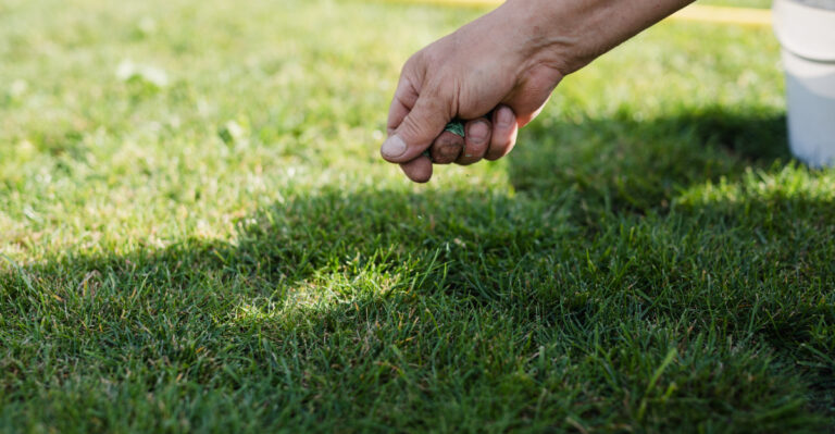 How Often Oregon Lawns Should Be Reseeded For Thicker, Healthier Grass