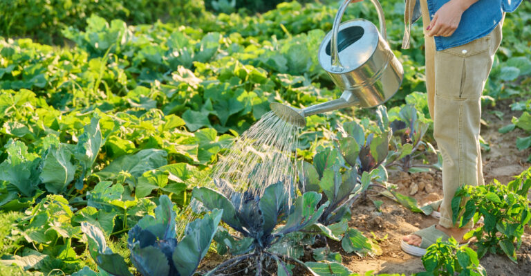 How Often Tennessee Gardeners Should Be Watering Vegetables This July