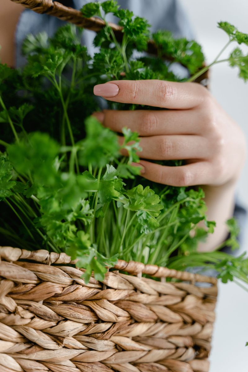 How Often You Can Harvest Without Weakening The Plant How Often You Can Harvest Without Weakening The Plant