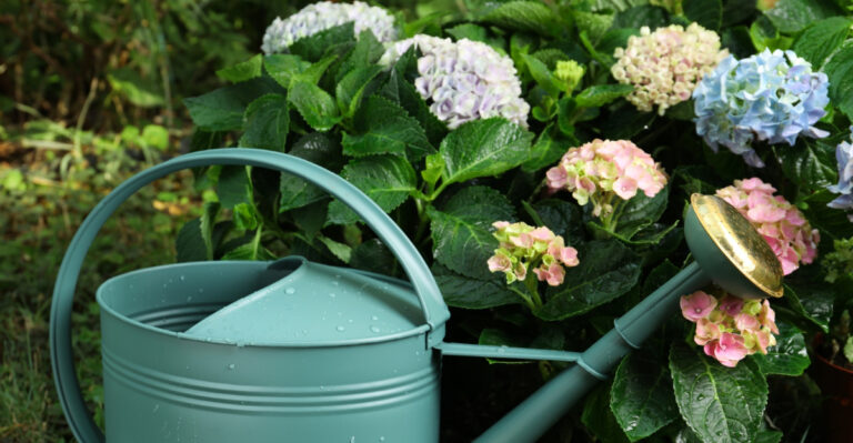 How Often You Should Really Be Watering Oregon Hydrangeas In August
