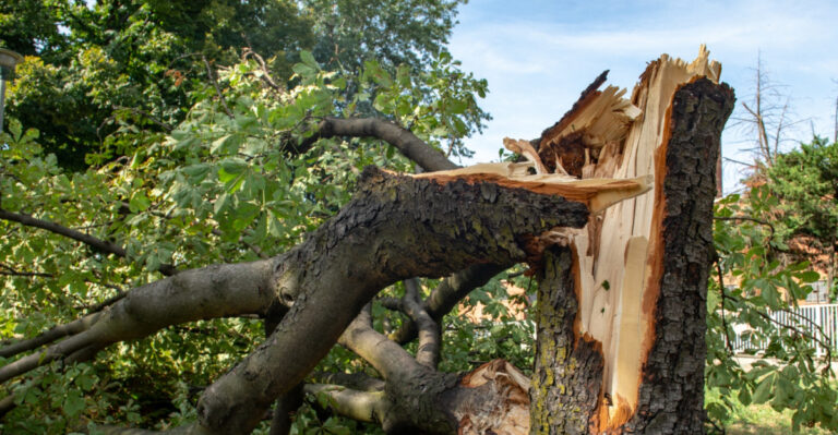 How Oklahoma Homeowners Should Handle Storm-Damaged Trees Before Fall Storms Arrive