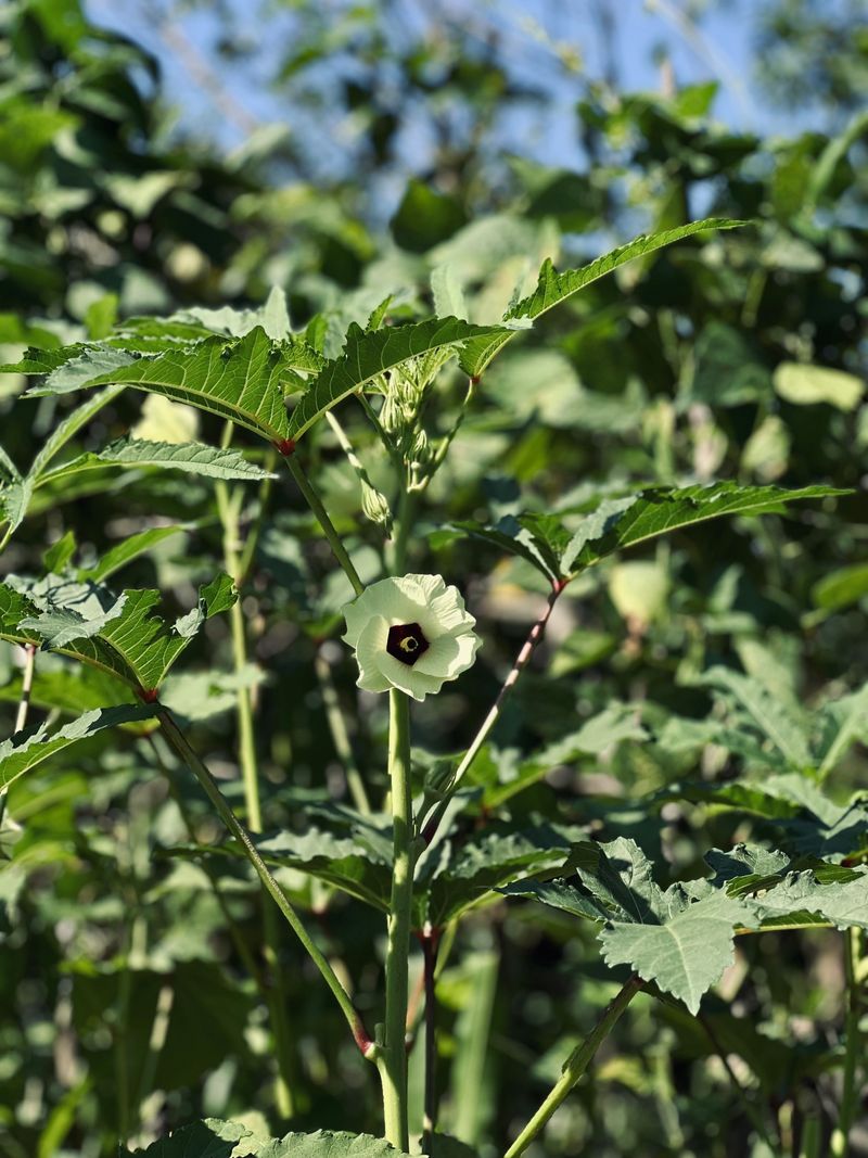 How Okra Thrives Where Other Crops Wilt
