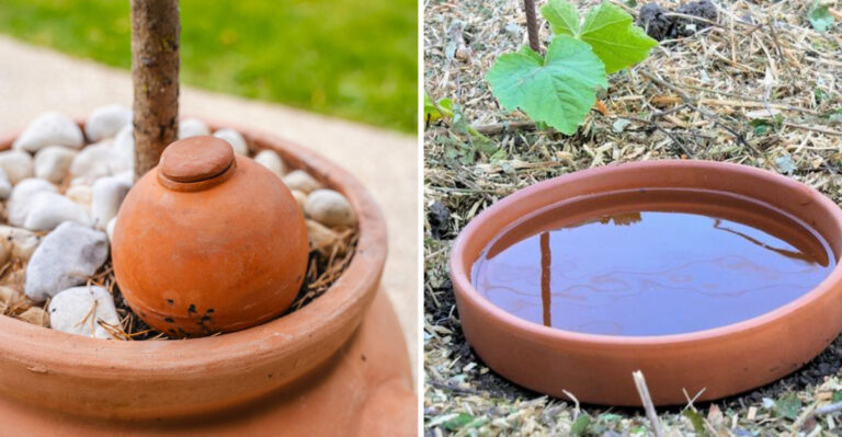 How Ollas Help Arizona Gardens Through Extreme Summer Heat