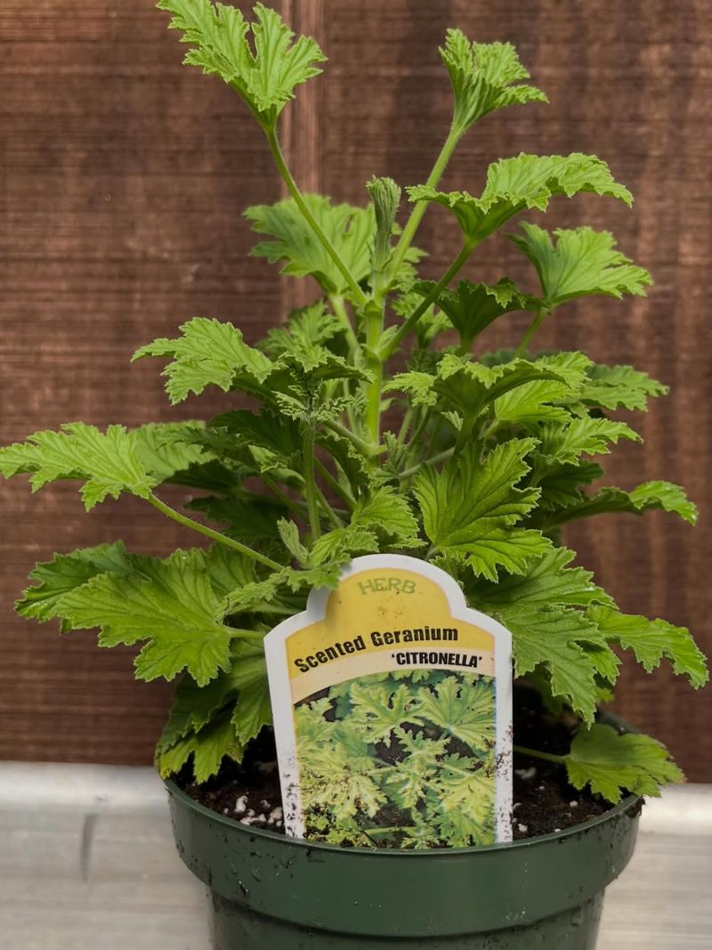 How One Forgotten Porch Plant Keeps Gnats at Bay How One Forgotten Porch Plant Keeps Gnats at Bay