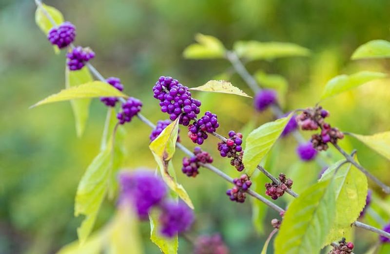 How One Overlooked Shrub Keeps Pesky Insects At Bay How One Overlooked Shrub Keeps Pesky Insects At Bay