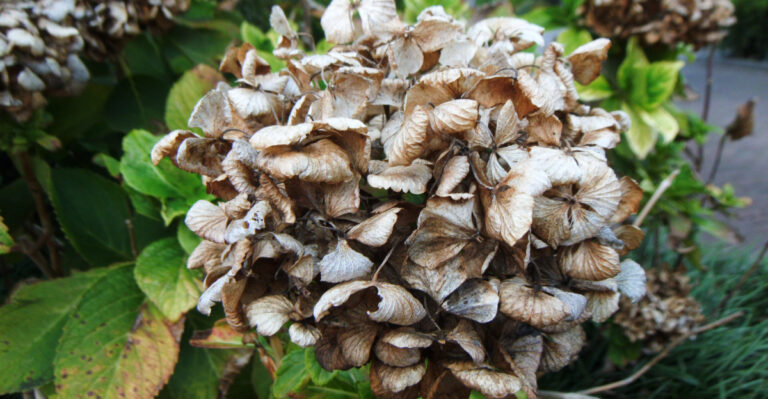 How Oregon Gardeners Should Water Hydrangeas During A Heat Wave To Prevent Leaf Scorch
