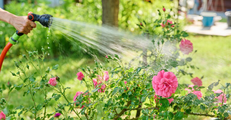 How Oregon Gardeners Should Water Roses During A Summer Heat Wave