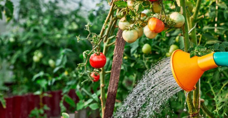 How Oregon Gardeners Should Water Tomatoes In July To Prevent Splitting And Blossom End Rot