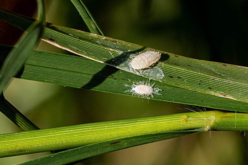 How Pasture Mealybugs Spread Across A Lawn How Pasture Mealybugs Spread Across A Lawn