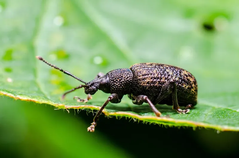 How Pennsylvania Gardeners Can Confirm The Culprit