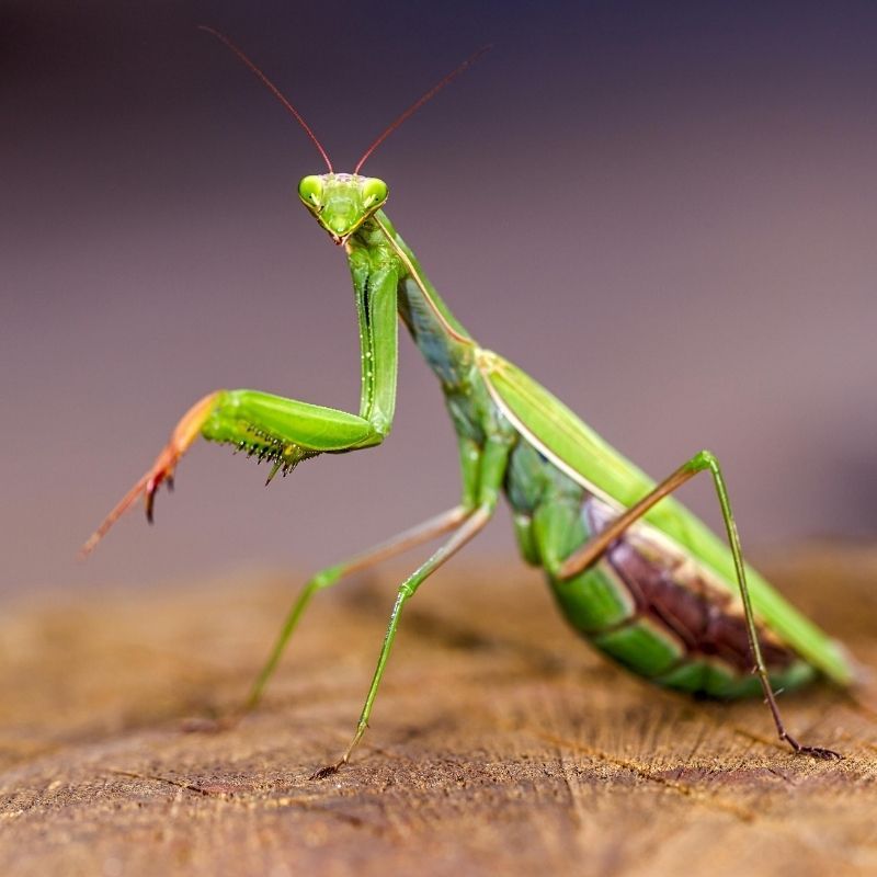 How Praying Mantises Help In The Garden How Praying Mantises Help In The Garden