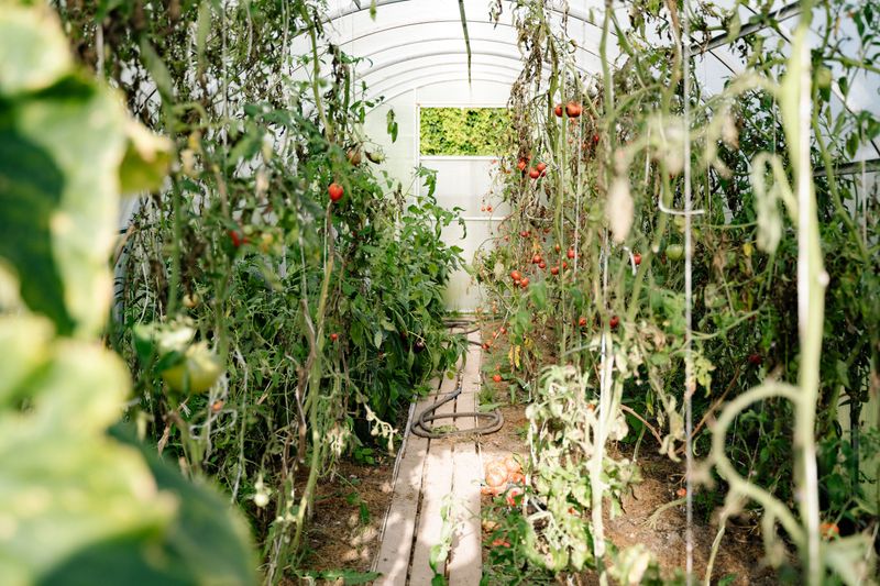 How Quickly An Infected Garden Can Decline