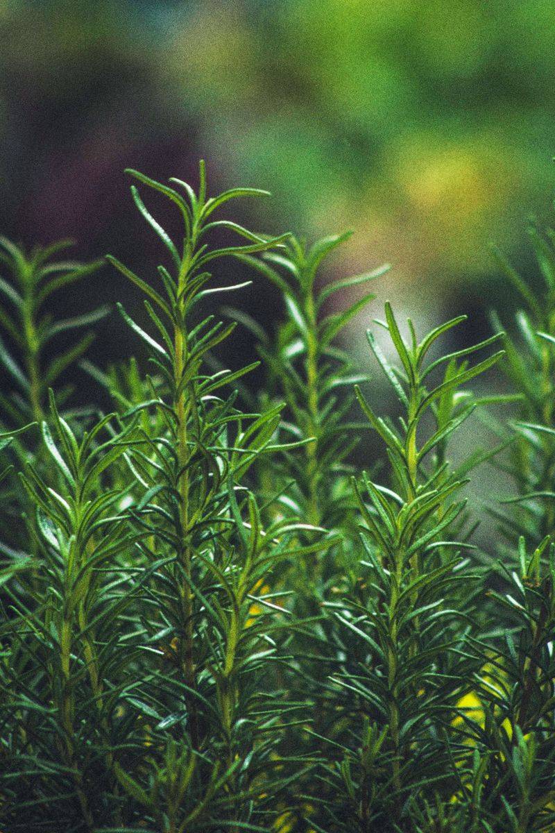 How Rosemary's Scent Keeps Roaches Away