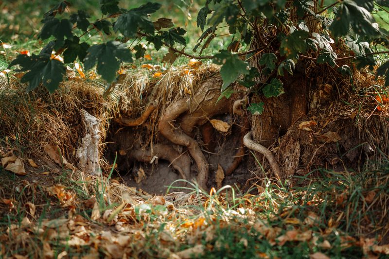 How Saturated Soil Affects Root Health How Saturated Soil Affects Root Health