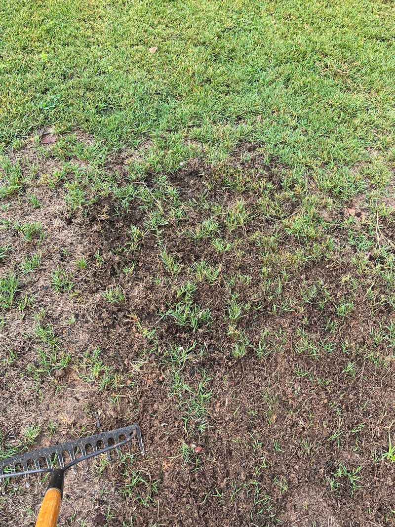 How Short Cuts Invite Weeds And Water Stress