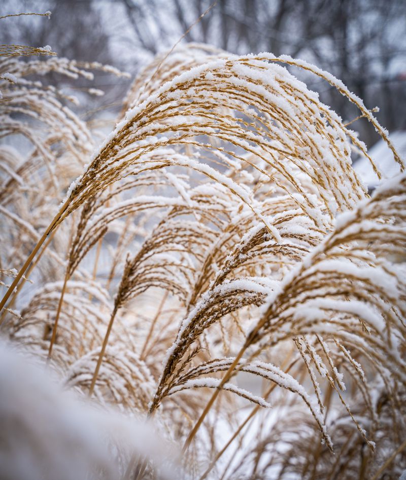How Should You Prepare Perennials For Winter Dormancy