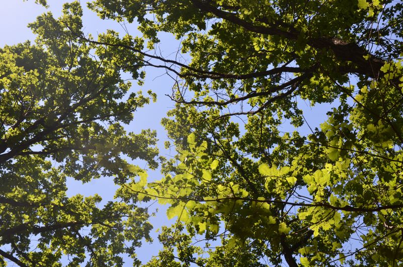 How Spongy Moths Defoliate Oak Canopies How Spongy Moths Defoliate Oak Canopies