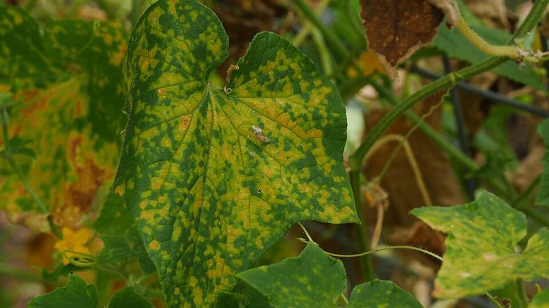How The Disease Spreads So Quickly