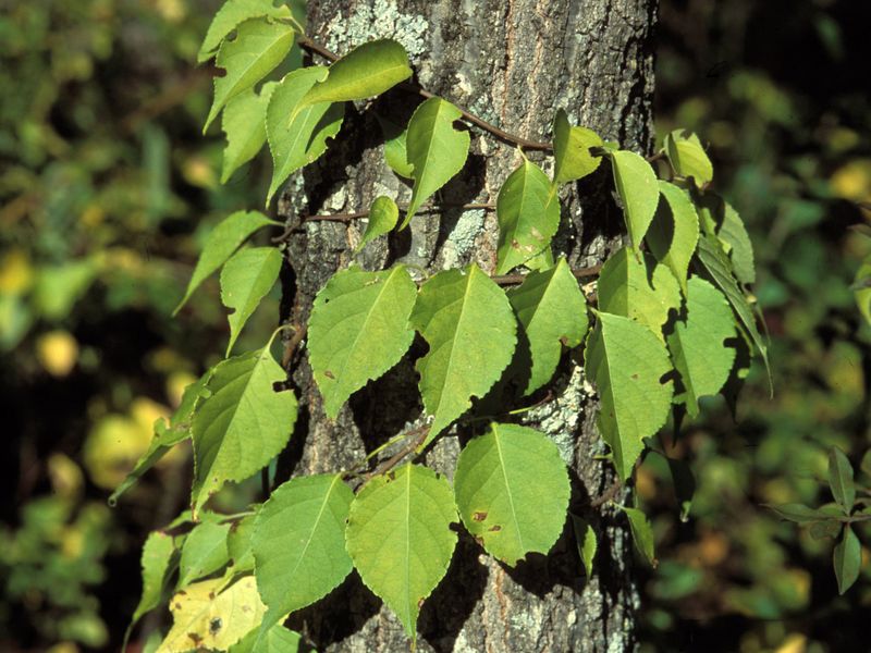 How The Vine Damages Pennsylvania Trees How The Vine Damages Pennsylvania Trees