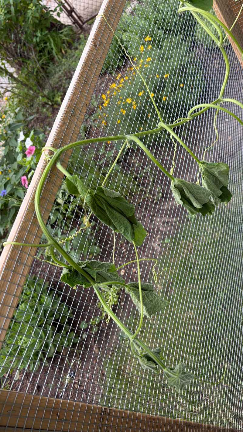 How This Disease Takes Down Plants So Quickly How This Disease Takes Down Plants So Quickly