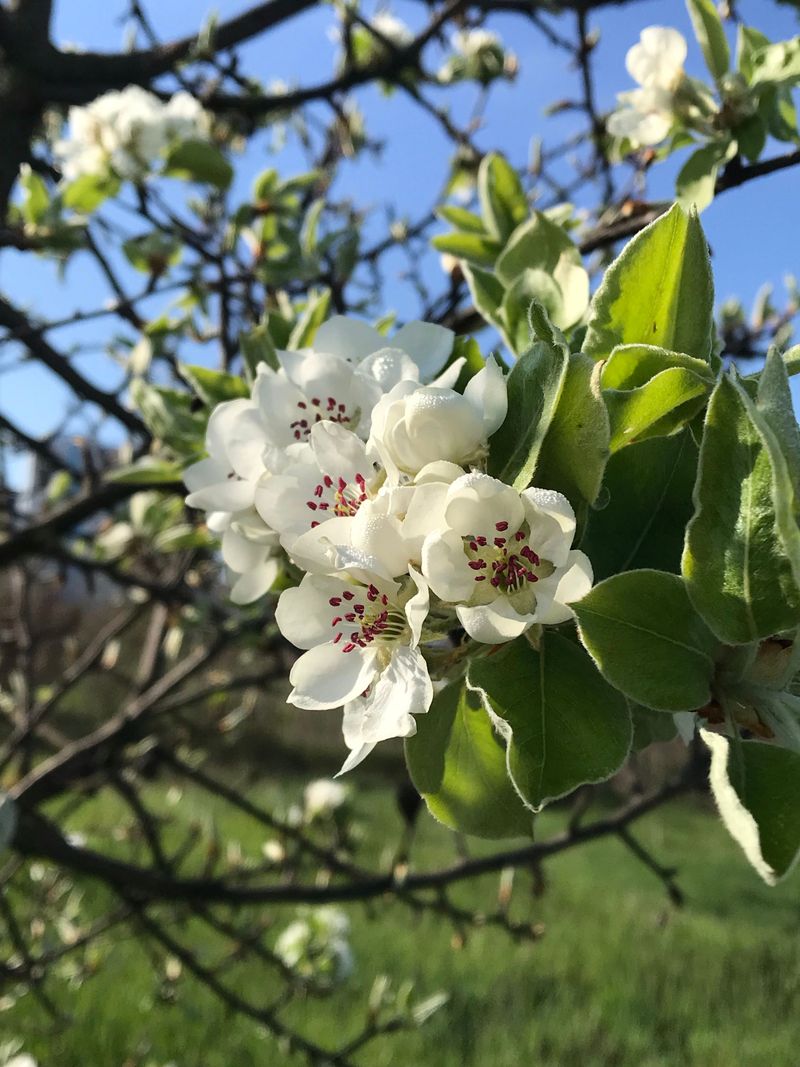 How This Popular Tree Became An Invasive Threat