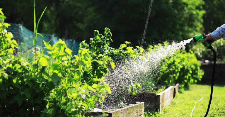 How To Adjust Your Watering Routine For Missouri’s Hottest Month