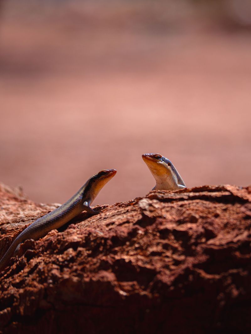 How To Attract More Five-Lined Skinks To Your Garden