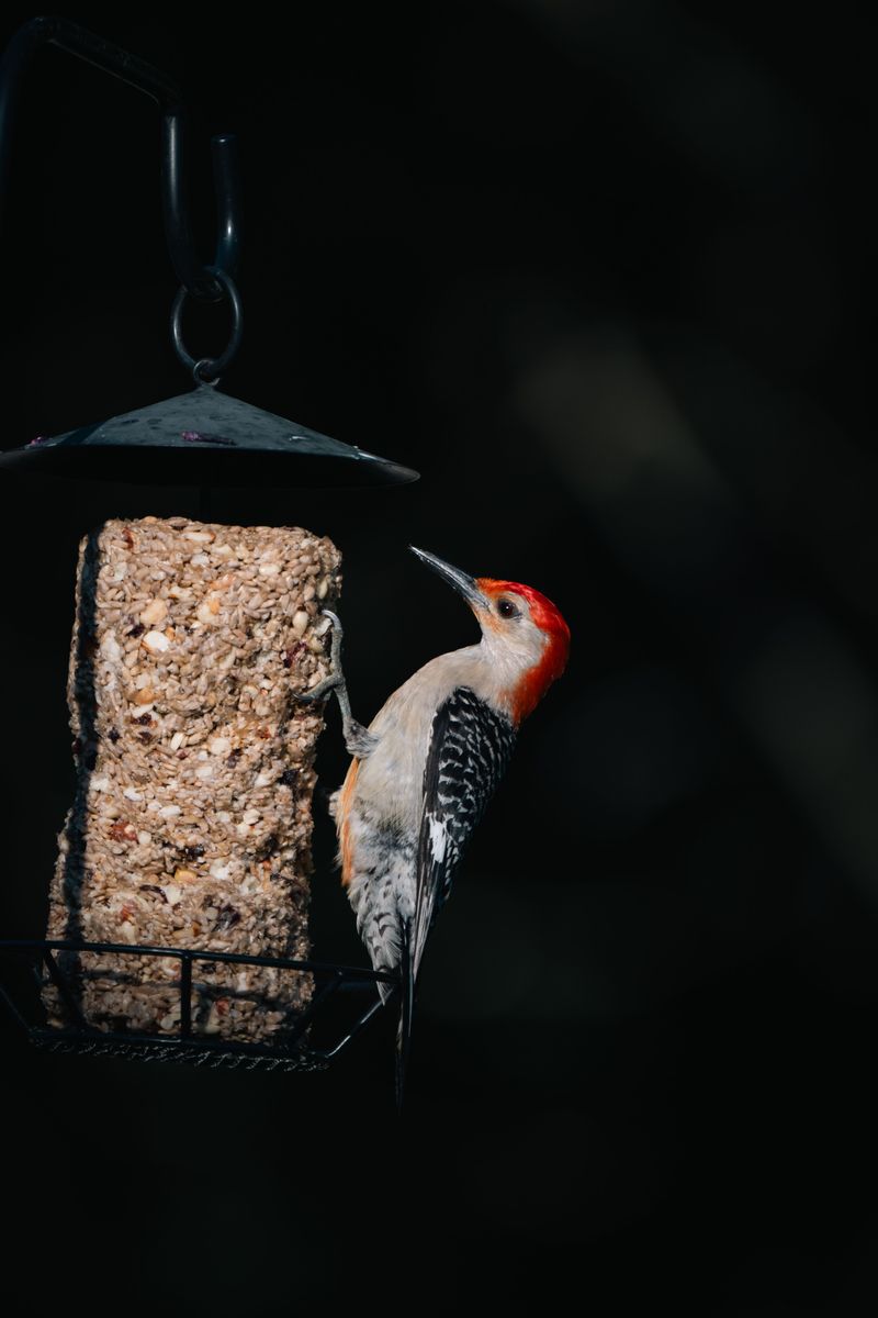 How To Attract More Red-Bellied Woodpeckers To Your Yard How To Attract More Red-Bellied Woodpeckers To Your Yard