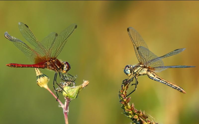 How To Bring Dragonflies Back To Your Yard How To Bring Dragonflies Back To Your Yard