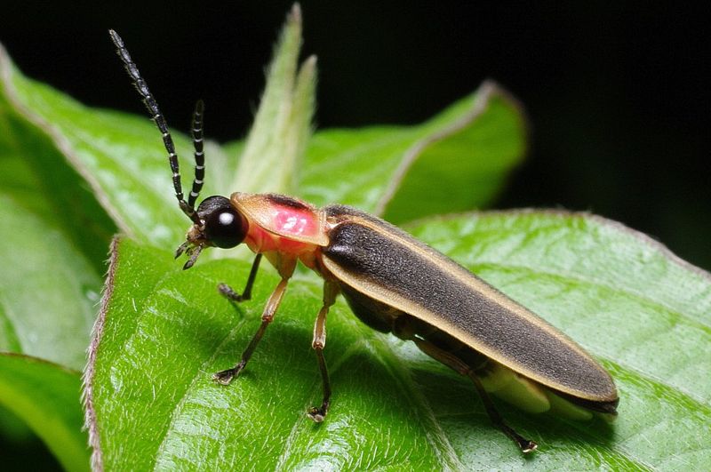 How To Bring Fireflies Back To Your Yard How To Bring Fireflies Back To Your Yard