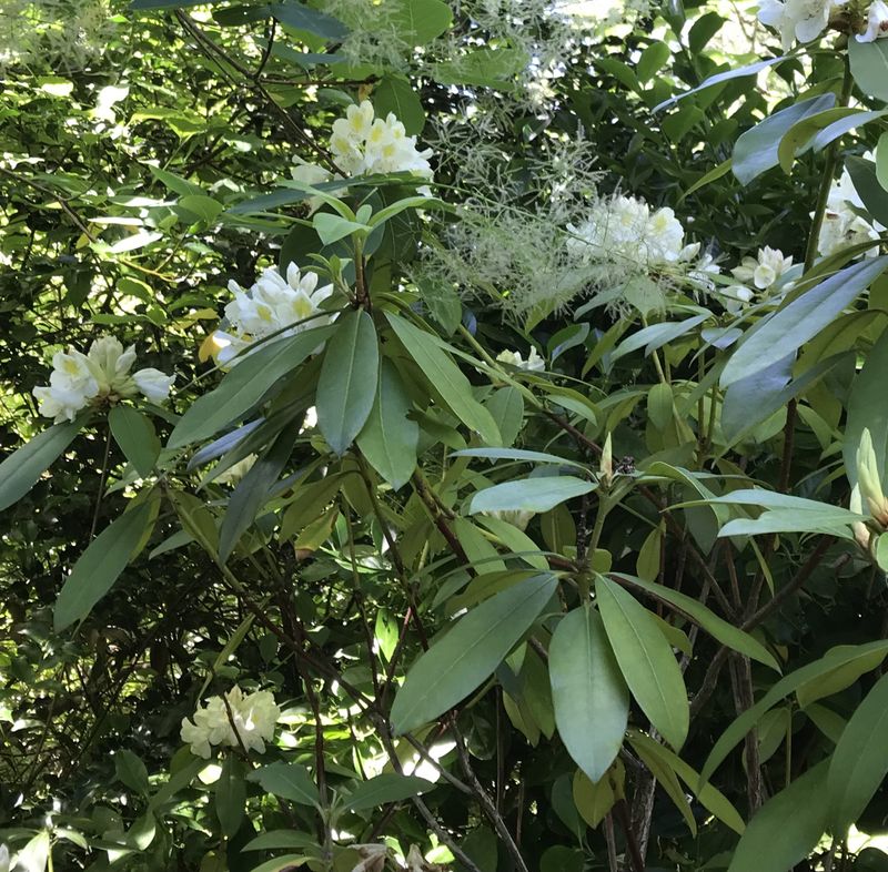 How To Check Rhododendrons Before Damage Gets Worse