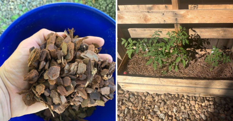 How To Choose Between Pine Straw And Mulch For A Healthier Georgia Garden This July