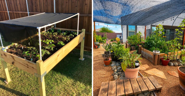 How To Choose The Right Shade Cloth Percentage For Arizona Plants