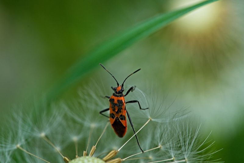 How To Confirm A Chinch Bug Infestation