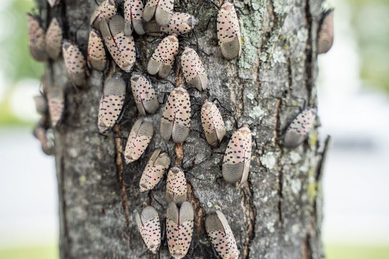 How To Confirm They Are Spotted Lanternflies